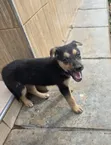 Mbwa wa Kike wa Mchanganyiko wa German Shepherd, Miezi 1-3 - 1