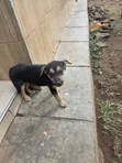 Mbwa wa Kike wa Mchanganyiko wa German Shepherd, Miezi 1-3 - 2