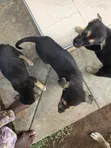 Mbwa wa Kike wa Mchanganyiko wa German Shepherd, Miezi 1-3 - 4