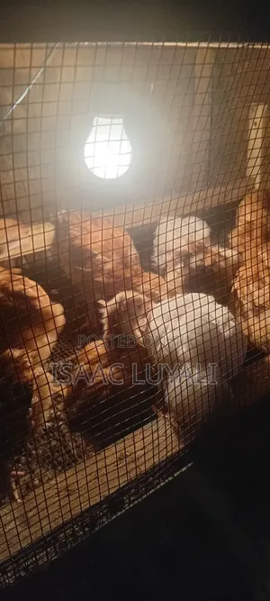 Kienyeji Chicks - 3 Weeks Old