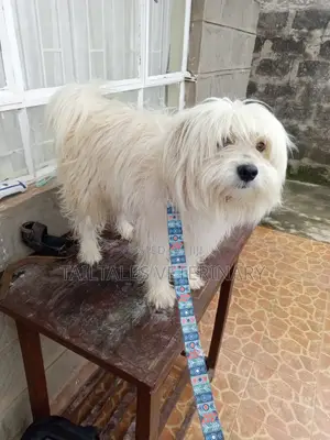 TailTales Huduma za Mifugo