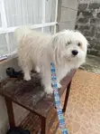 TailTales Huduma za Mifugo - 1