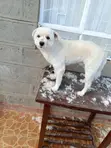TailTales Huduma za Mifugo - 2