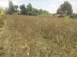 50x100 Plot for Sale in Mariguini, Nakuru - 3