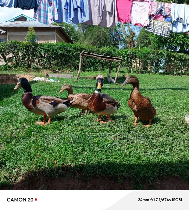 Ruoen Ducks - Pair - 1