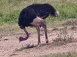 Muruga Safaris: Affordable Kenya Wildlife Tours - 2