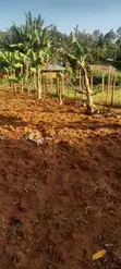 Kitalu Bora cha 100x100ft kwa Uuzaji - Mosocho, Kisii - 2