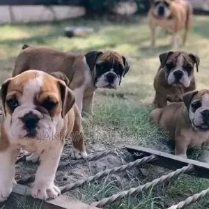 Purebred Bulldog Puppy - 1-3 Months Male