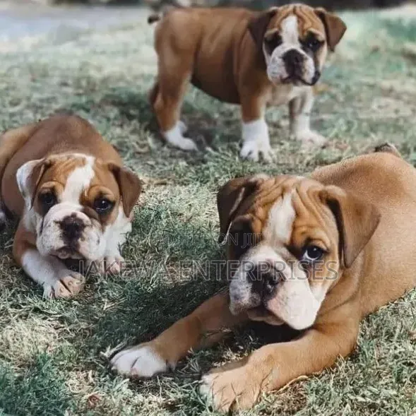 Mbwa Mzazi wa Bulldog - Miezi 1-3 - 1