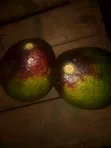 Fresh Avocados from the Farm - 1