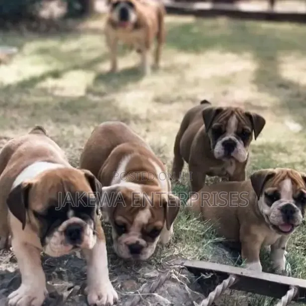 Purebred Bulldog Puppy - 1-3 Months Old, Female - 1