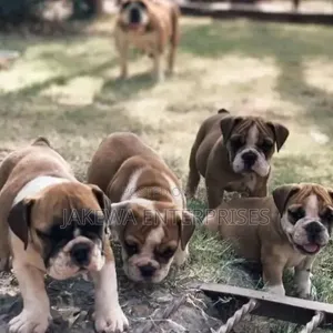 Purebred Bulldog Puppy - 1-3 Months Old, Female
