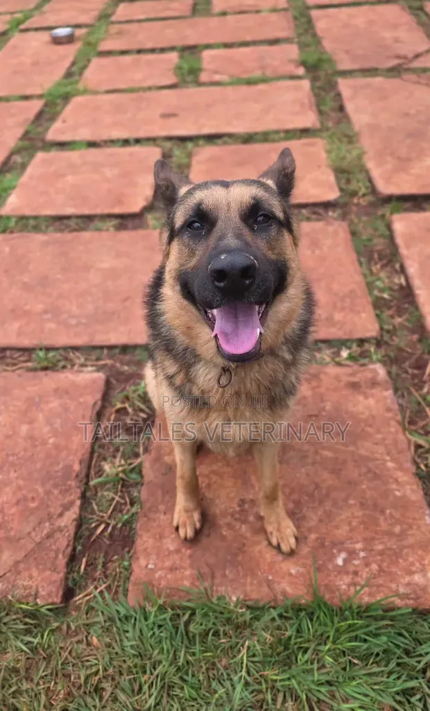 TailTales Veterinary Services - 1