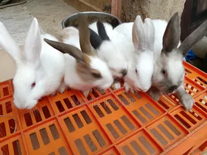3-Month-Old Rabbits for Sale
