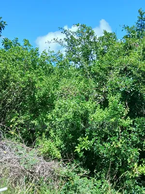 Eka 5 za Kilimo kwa Mauzo Malindi Boreshingwaya