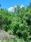 Eka 5 za Kilimo kwa Mauzo Malindi Boreshingwaya - 1