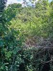 Eka 5 za Kilimo kwa Mauzo Malindi Boreshingwaya - 4