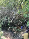 Eka 5 za Kilimo kwa Mauzo Malindi Boreshingwaya - 5