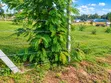 5 Acres Prime Land for Sale in Kambe Ribe - 3