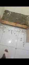 Xenon Fumigation Service - 1