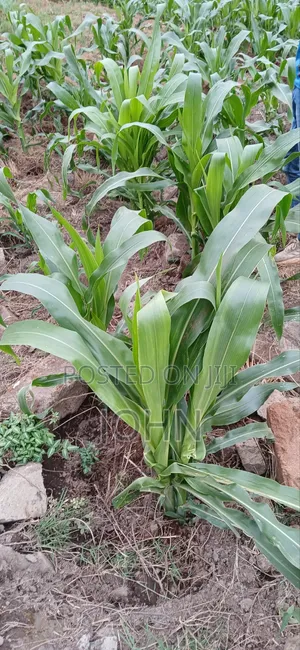 Mahindi Matamu Safi kutoka Shambani