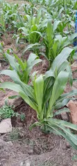 Fresh Sweetcorns from the Farm - 1