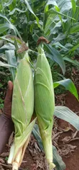 Fresh Sweetcorns from the Farm - 2