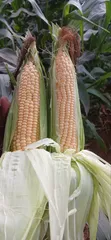 Fresh Sweetcorns from the Farm - 3