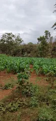 Fresh Sweetcorns from the Farm - 4