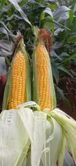 Fresh Sweetcorns from the Farm - 5