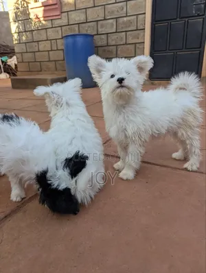 1-3 Month Male Mixed Breed Yorkshire Terrier