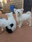 1-3 Month Male Mixed Breed Yorkshire Terrier - 1