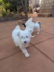 1-3 Month Male Mixed Breed Yorkshire Terrier - 2