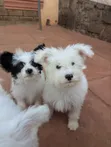 1-3 Month Male Mixed Breed Yorkshire Terrier - 3