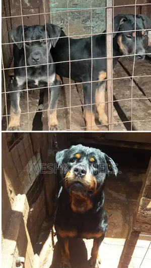 3-6 Month Female Mixed Breed Boerboel