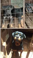 3-6 Month Female Mixed Breed Boerboel - 1