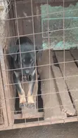 3-6 Month Female Mixed Breed Boerboel - 2