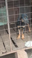 3-6 Month Female Mixed Breed Boerboel - 3