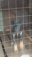 3-6 Month Female Mixed Breed Boerboel - 4