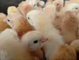 Vifaranga vya Kuroiler vya Siku Moja - 2