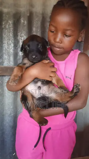 Purebred Belgian Malinois Puppies (1-3 Months)