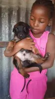 Purebred Belgian Malinois Puppies (1-3 Months) - 1