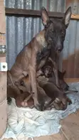 Purebred Belgian Malinois Puppies (1-3 Months) - 2