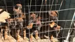 Purebred Belgian Malinois Puppies (1-3 Months) - 3