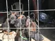 Purebred Belgian Malinois Puppies (1-3 Months) - 4