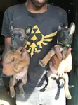 Purebred Belgian Malinois Puppies (1-3 Months) - 5