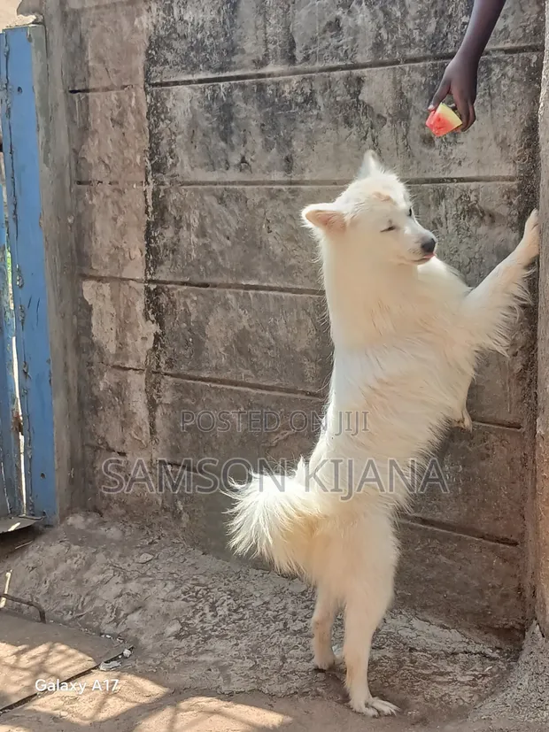 Male Mixed Breed Japanese Spitz, 1+ Year - 1