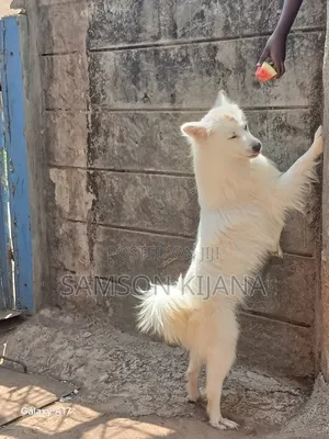 Male Mixed Breed Japanese Spitz, 1+ Year