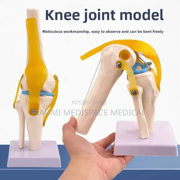 Knee Joint Training Model - 1