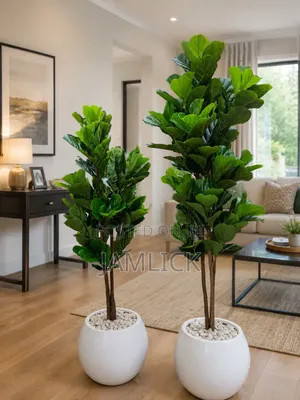 Mmea wa Fiddle Leaf na Vase